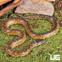 Golden Bellied Snake For Sale - Underground Reptiles