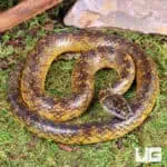 Golden Bellied Snake For Sale - Underground Reptiles