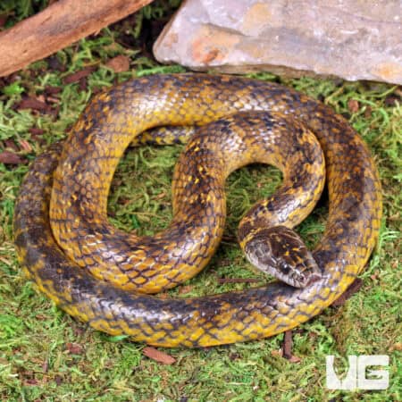 Golden Bellied Snake For Sale - Underground Reptiles