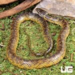 Golden Bellied Snake For Sale - Underground Reptiles