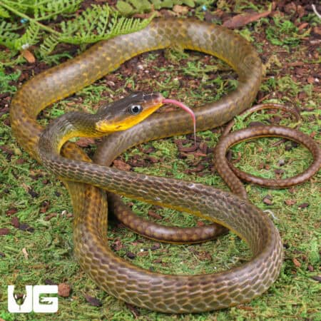 Linnaeu's Sipo Snake For Sale - Underground Reptiles