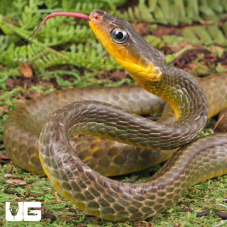 Linnaeu's Sipo Snake For Sale - Underground Reptiles