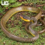 Linnaeu's Sipo Snake For Sale - Underground Reptiles