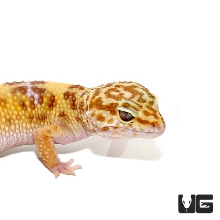 Adult Albino Leopard Gecko For Sale - Underground Reptiles