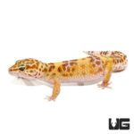Adult Albino Leopard Gecko For Sale - Underground Reptiles
