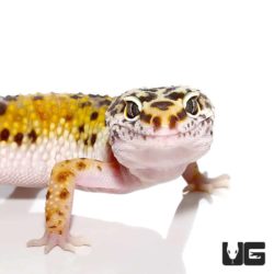 Adult Leopard Gecko For Sale - Underground Reptiles