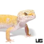 Adult Tangerine Leopard Gecko For Sale - Underground Reptiles