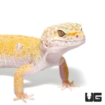 Leopard Geckos For Sale - Underground Reptiles