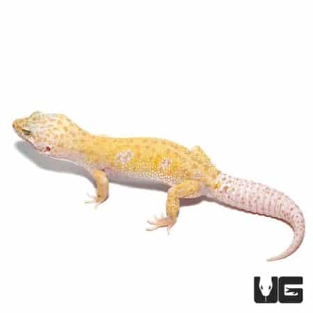 Adult Tangerine Leopard Gecko For Sale - Underground Reptiles