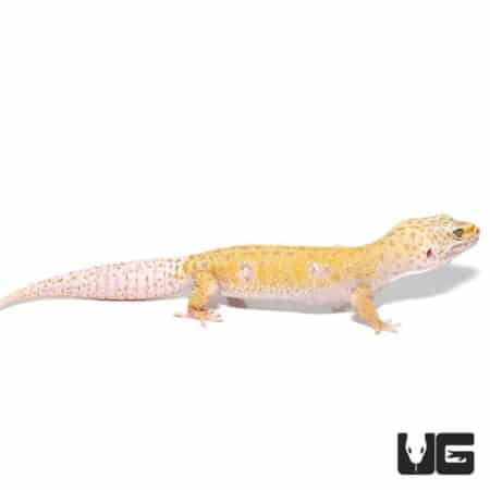Adult Tangerine Leopard Gecko For Sale - Underground Reptiles