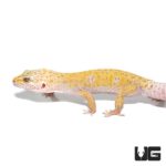 Adult Tangerine Leopard Gecko For Sale - Underground Reptiles
