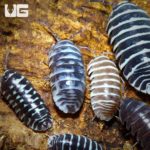 Armadillidium Maculatum Color Mix Isopods For Sale - Underground Reptiles