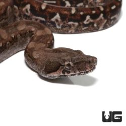 Baby Aztec Colombian Redtail Boas For Sale - Underground Reptiles