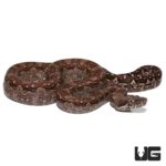 Baby Aztec Colombian Redtail Boas For Sale - Underground Reptiles