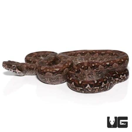 Baby Aztec Colombian Redtail Boas For Sale - Underground Reptiles