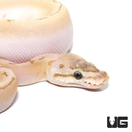 Baby Bamboo Spinner Ball Pythons For Sale - Underground Reptiles