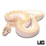Baby Bamboo Spinner Ball Pythons For Sale - Underground Reptiles
