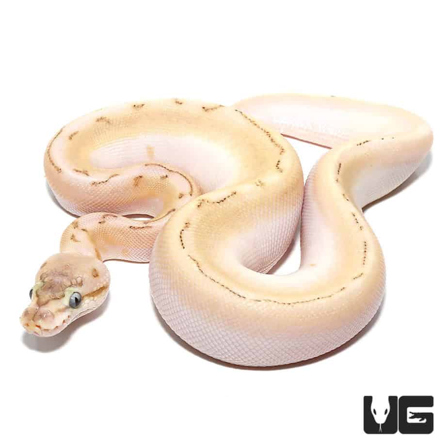 Baby Bamboo Spinner Ball Python For Sale - Underground Reptiles