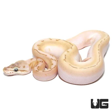 Baby Bamboo Spinner Ball Pythons For Sale - Underground Reptiles