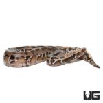 Baby Black Blood Pythons For Sale - Underground Reptiles