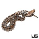 Baby Black Blood Pythons For Sale - Underground Reptiles