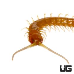 Baby Florida Keys Giant Centipede For Sale - Underground Reptiles