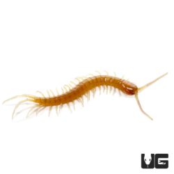 Baby Florida Keys Giant Centipede For Sale - Underground Reptiles
