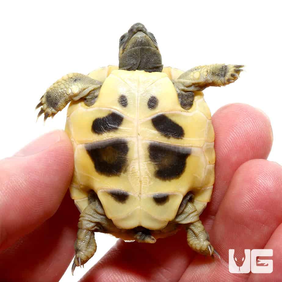 Baby Hermann's Tortoise For Sale - Underground Reptiles