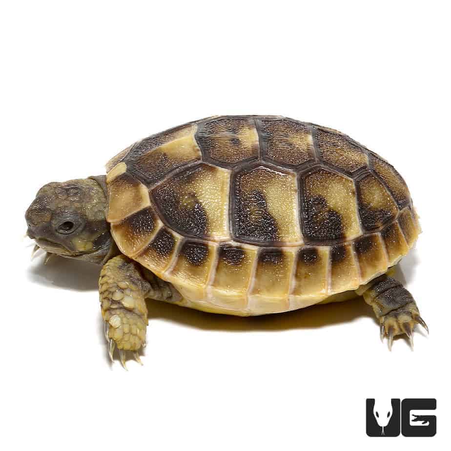 Baby Hermann's Tortoise For Sale - Underground Reptiles