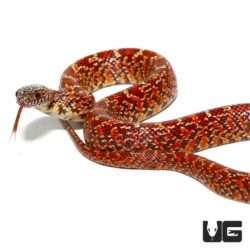 Baby Hypo Brooks Kingsnakes For Sale - Underground Reptiles