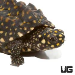 Baby Indian Spotted Pond Turtles For Sale - Underground Reptiles