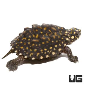 Baby Indian Spotted Pond Turtle For Sale - Underground Reptiles