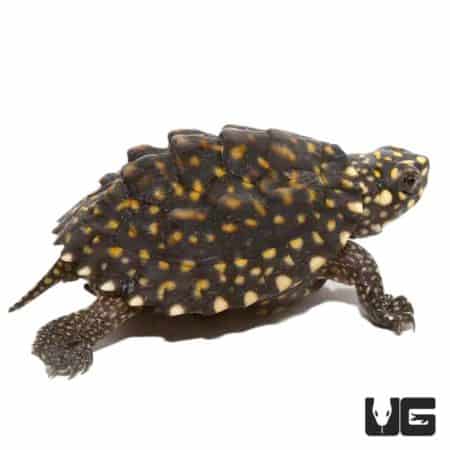 Baby Indian Spotted Pond Turtle for Sale - Underground Reptiles