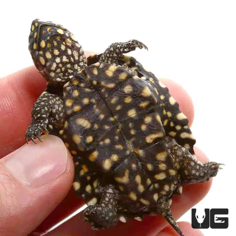 Baby Indian Spotted Pond Turtle For Sale - Underground Reptiles