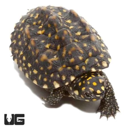 Baby Indian Spotted Pond Turtles For Sale - Underground Reptiles