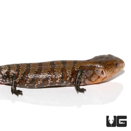 Baby Kei Island Blue Tongue Skinks For Sale - Underground Reptile