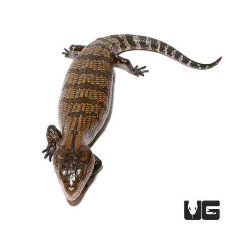 Baby Kei Island Blue Tongue Skinks For Sale - Underground Reptile