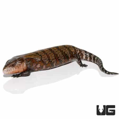 Baby Kei Island Blue Tongue Skinks For Sale - Underground Reptile