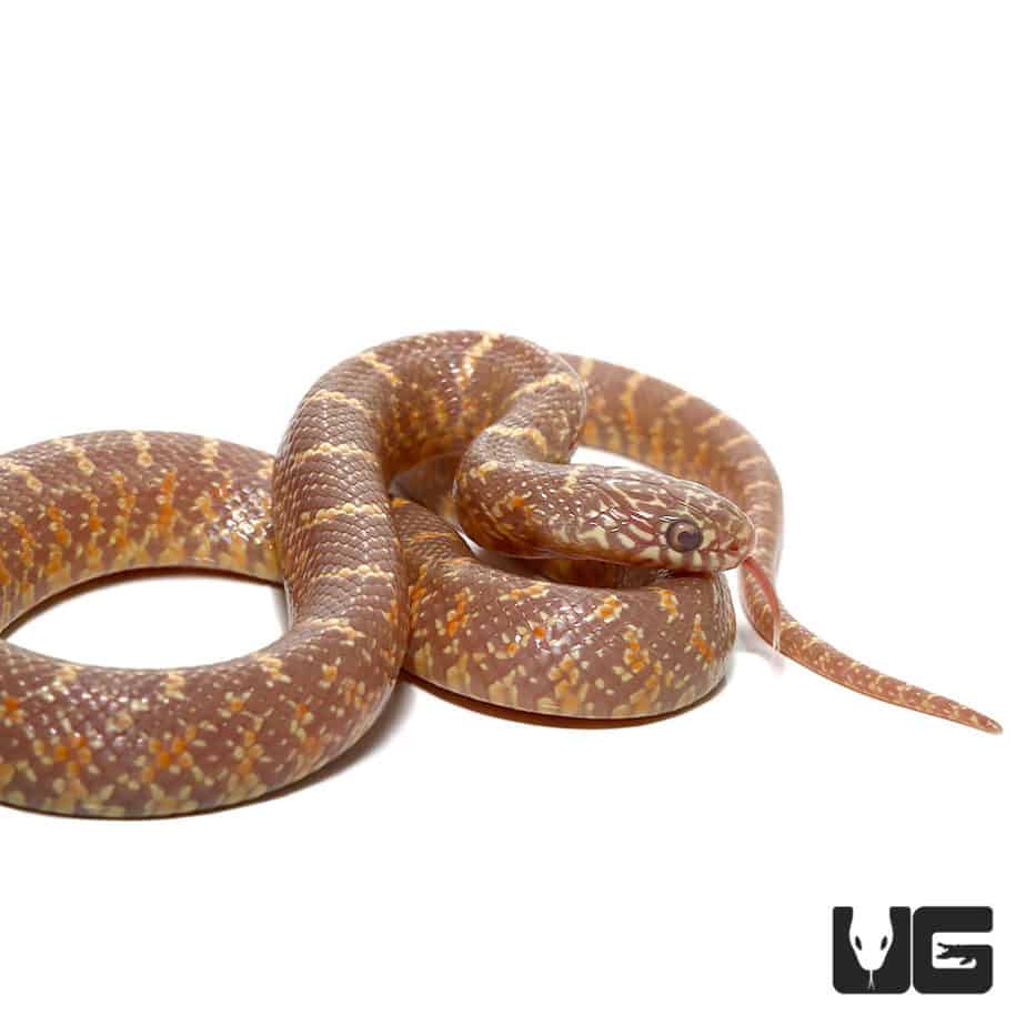 Baby Lavender Brooks Kingsnake For Sale Underground Reptiles