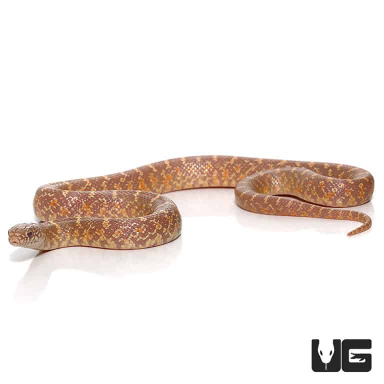 Baby Lavender Brooks Kingsnake For Sale Underground Reptiles