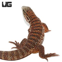 Baby Silver Panther Tegus For Sale - Underground Reptiles