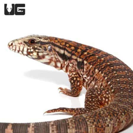 Baby Silver Panther Tegus For Sale - Underground Reptiles