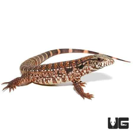 Baby Silver Panther Tegus For Sale - Underground Reptiles