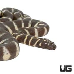 Banded File Elephant Trunk Snakes For Sale - Underground Reptiles