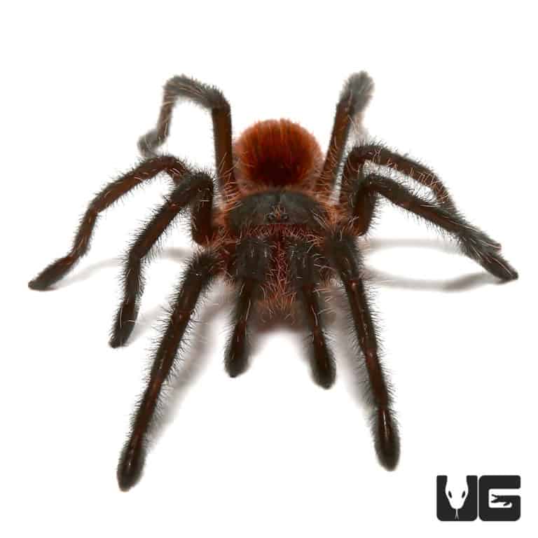 Brazilian Wooly Black Tarantula (Grammostola actaeon) For Sale Underground Reptiles