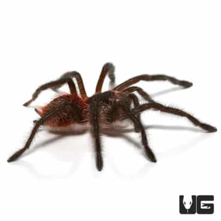 Brazilian Wooly Black Tarantula (Grammostola actaeon) For Sale - Underground Reptiles 