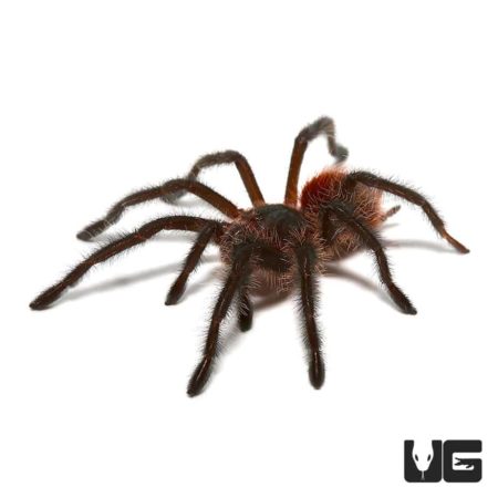 Brazilian Wooly Black Tarantula (Grammostola actaeon) For Sale - Underground Reptiles 