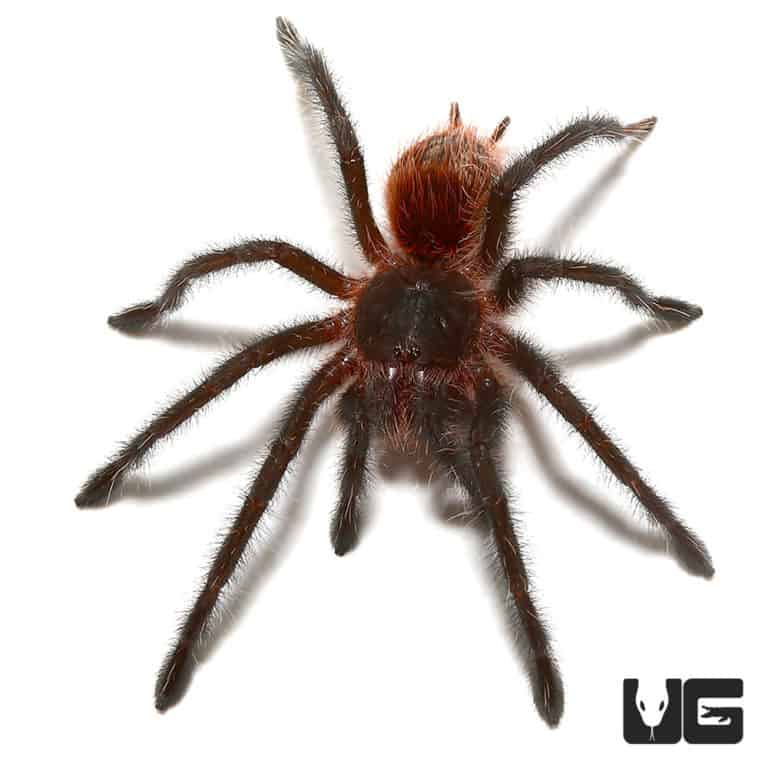 Brazilian Wooly Black Tarantula (Grammostola actaeon) For Sale