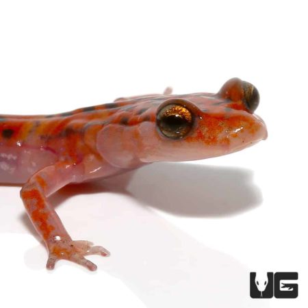 Cave Salamanders For Sale - Underground Reptiles