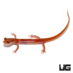 Cave Salamanders For Sale - Underground Reptiles